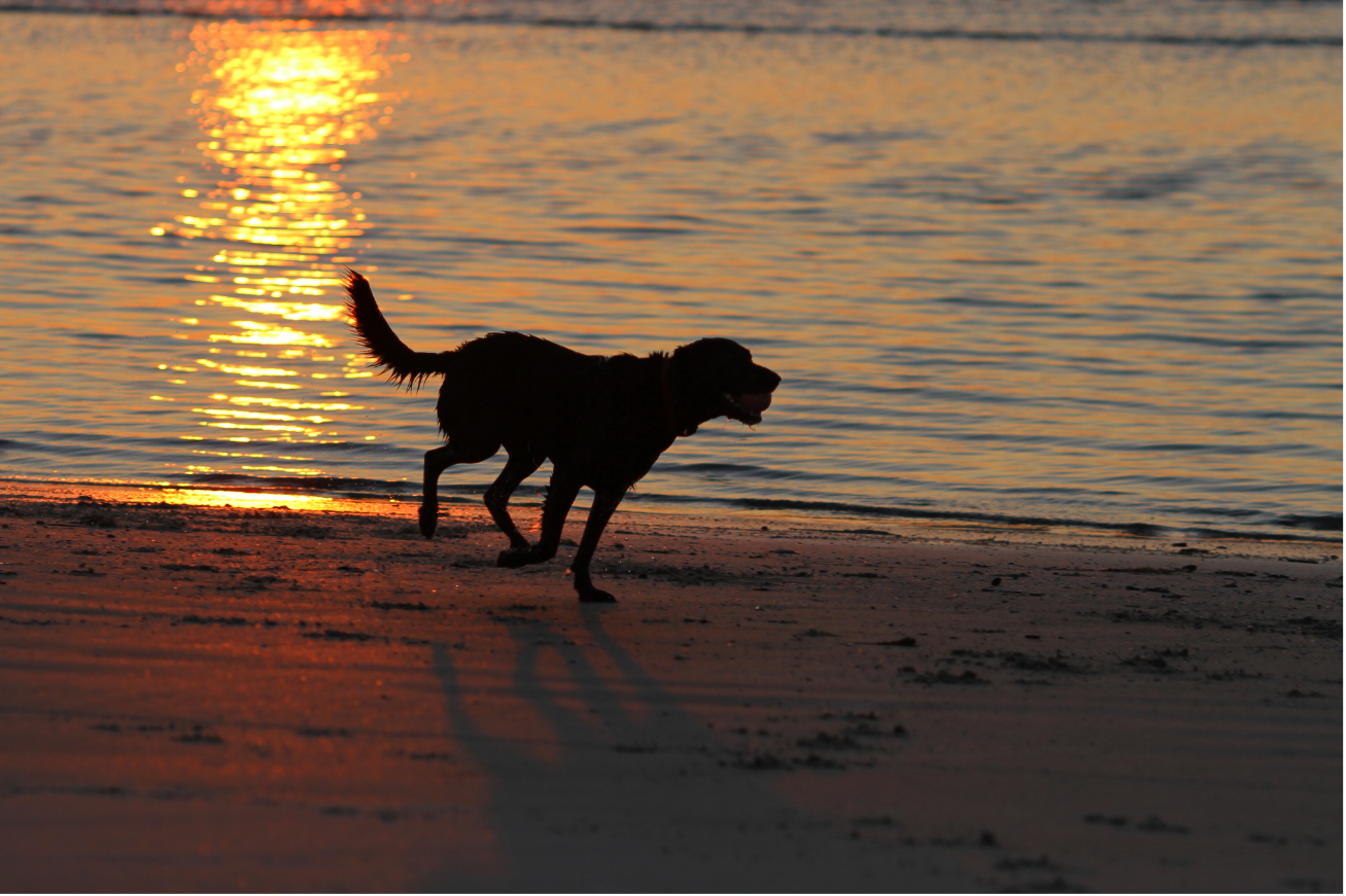 A black lab running on the beach — the namesake of the workshop
